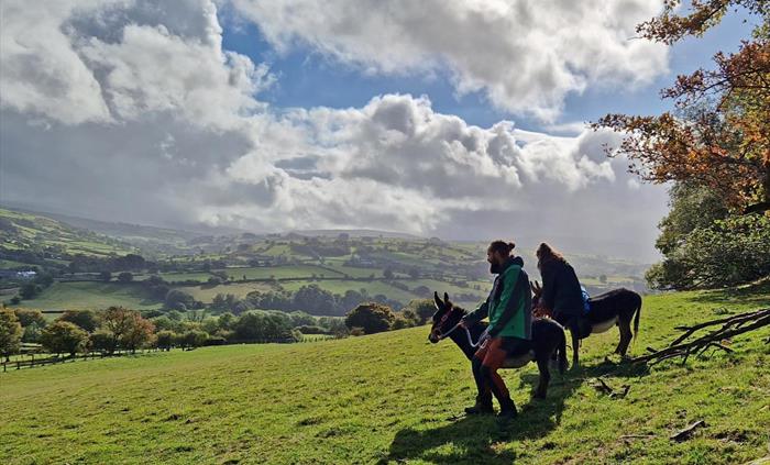 Scenic walks in wales with mini donkeys